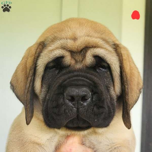 Remy, English Mastiff Puppy